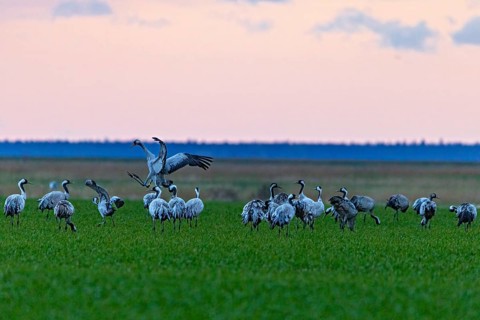 Kraniche auf einem Feld bei Dämmerung, bieten einen Einblick in den jährlichen Vogelzug, Kraniche