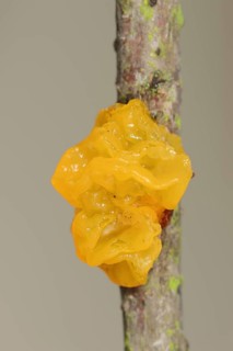 Yellow brain (Tremella mesenterica), North Rhine-Westphalia, Germany, Europe