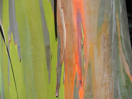 Close-up of bark of rainbow gum (Eucalyptus deglupta), La Amistad National Park, Selva Bananito