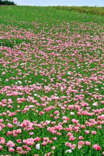 Opium poppy (Papaver somniferum), cultivation of edible poppy, poppy field, pink flowers and seed