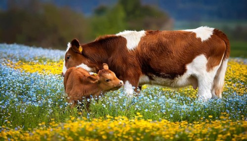 A brown cow and a calf, studio, AI generated