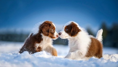 KI generated, dog, dogs, puppy, one, two, three, play, snow, winter, autumn leaves, blue sky,