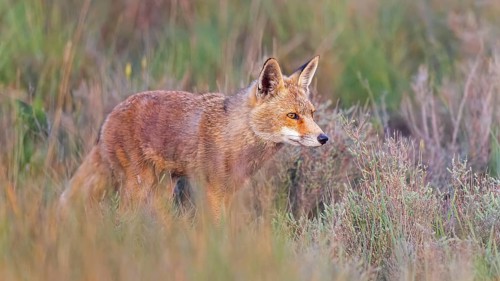 Red fox (Vulpes vulpes) foraging, hunting, on the hunt, in cover, stalking, predator, Central