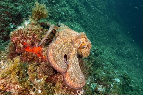Common Octopus (Octopus vulgaris), common octopus, on a rock covered with algae under water. Dive