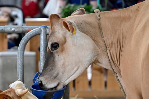 Dairy cow Jersey