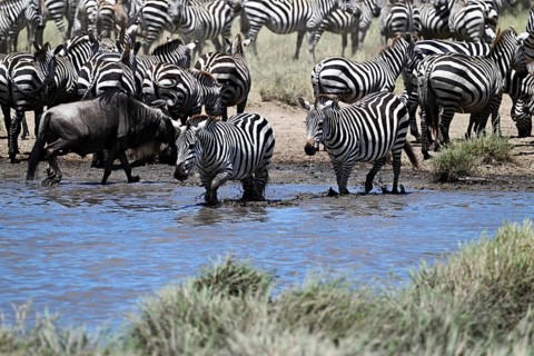Blue wildebeests (Connochaetes taurinus) and zebras (Equus burchelli) by the pond, Serengeti