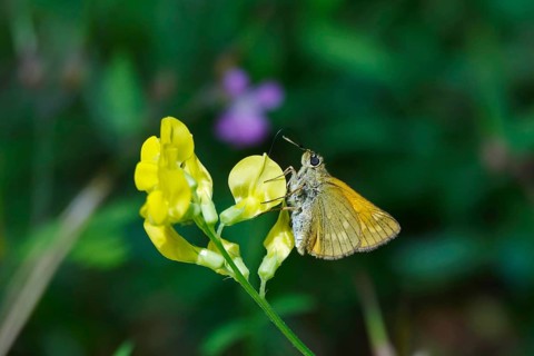 Thick-headed butterfly (Pompeius pompeius), June, Saxony, Germany, Europe