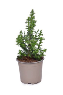 Small potted conifer tree plant on white background