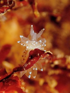 Macro shot of a white Striped Thick-billed Slug (Janolus christatus) on brown seaweed. Dive site