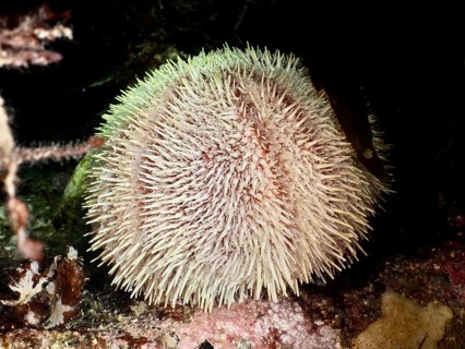 European edible sea urchin (Echinus esculentus) with numerous spines on the seabed. Dive site