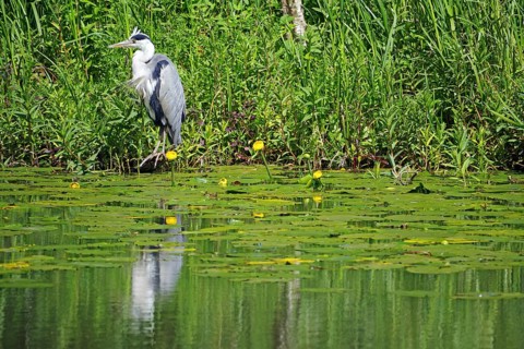 Grey heron reflected in the calm waters of a canal, water lilies, Scotland Great Britain