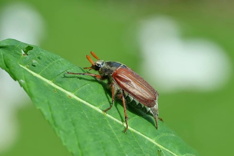 Northern cockchafer (Melolontha hippocastani), male, on a leaf of a horse chestnut (Aesculus