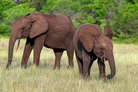 African forest elephants (Loxodonta cyclotis) in a clearing in Loango National Park, Parc National