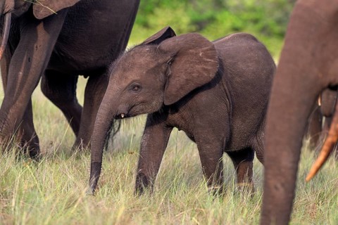 African forest elephant (Loxodonta cyclotis) in a clearing in Loango National Park, Parc National