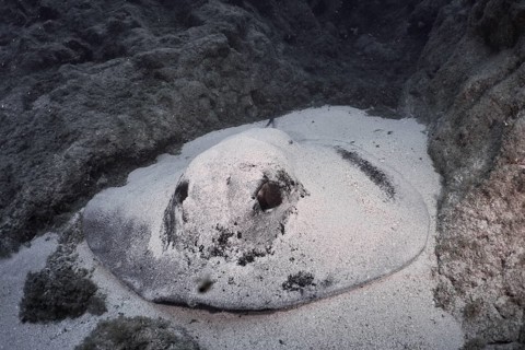 A round stingray (Taeniura grabata) rests on the sandy bottom between lava rocks. Dive site Los