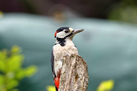 Great spotted woodpecker (Dendrocopos major) male sitting on dead wood in the forest, animal