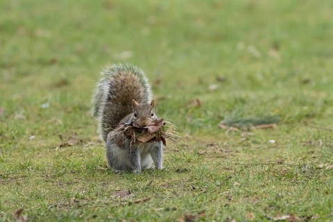 Grey squirrel (Sciurus carolinensis) adult animal with leaves and grass in its mouth for nesting