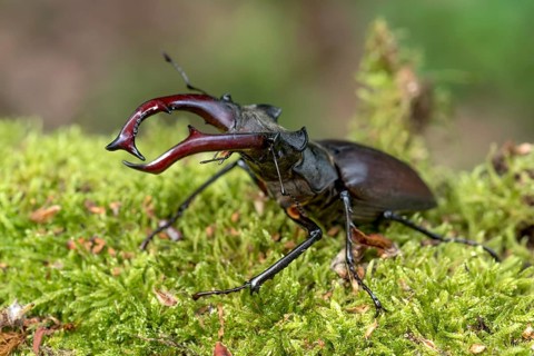 Stag beetle (Lucanus cervus), horned beetle, fire beetle, male with large mandibles, upper jaw,