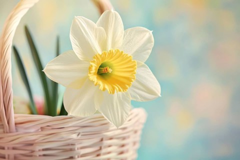 White and yellow Daffodil spring flower in basketin front of blue background with copy sapce.