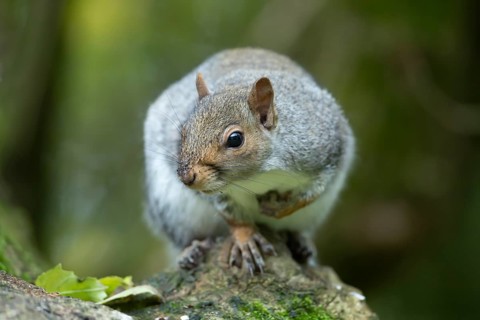 Grey squirrel (Sciurus carolinensis) adult animal on a tree branch, England, United Kingdom, Europe