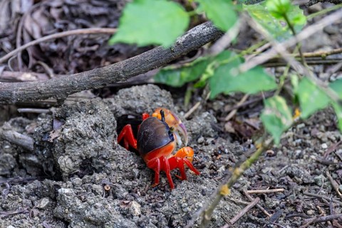 Harlequin crab (Cardisoma armatum), Manuel Antonio National Park, Puntarenas district, Costa Rica,