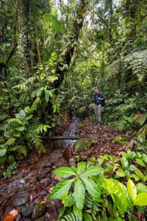 Young man by a small stream, tourist on a narrow hiking trail in the tropical rainforest, Laguna de