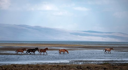 A herd of horses runs through the water at Song Kul mountain lake, Naryn region, Kyrgyzstan, Asia