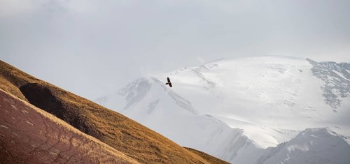 Bearded vulture (Gypaetus barbatus) in flight in front of a glaciated mountain peak, Lenin Peak,
