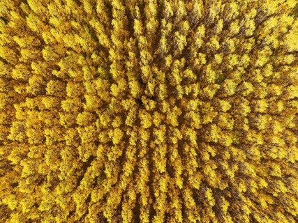 European Aspen (Populus tremula) in autumnal colours. Cultivated for timber. Aerial view. Drone
