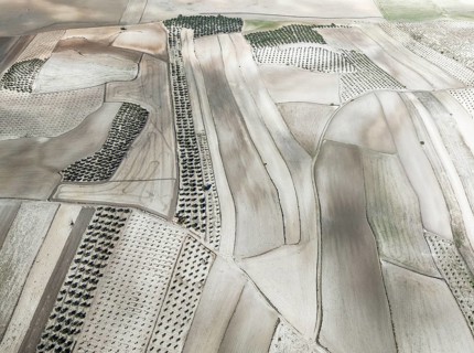 Farmland and cultivated olive trees (Olea europaea) . Aerial view. Drone shot. Granada province,