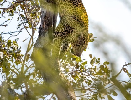 Leopard (Panthera pardus) climbing down a tree, adult, Kruger National Park, South Africa, Africa