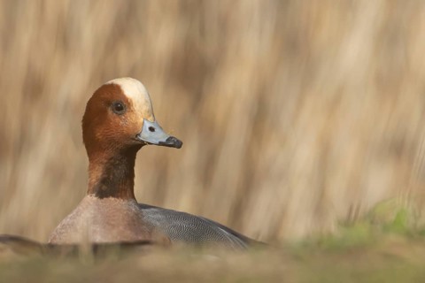 Eurasian wigeon duck (Mareca penelope) adult male bird head portrait, Lincolnshire, England, United