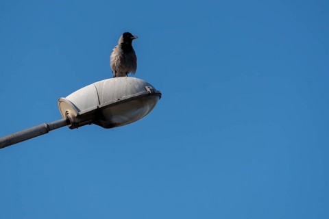 A young raven sits on a street lamp, Riga, Latvia, Europe