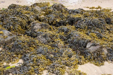 Brown algae and seaweed in the mudflats, North Sea, Föhr, North Sea island, North Frisia,
