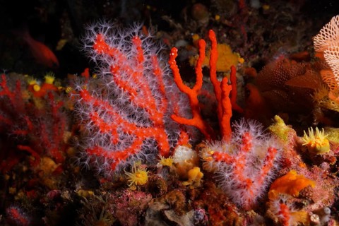 Bright red coral, Corallium rubrum, in a colourful underwater landscape. Dive site Giens Peninsula,