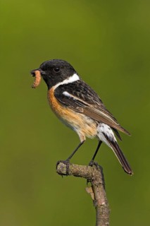 Stonechat, (Saxicola torquata), foraging, male, Bad Dürkheim district, Eich, Rhineland-Palatinate,