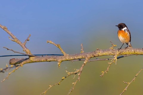 Stonechat, (Saxicola torquata), foraging, male, Bad D¸rkheim district, Eich, Rhineland-Palatinate,