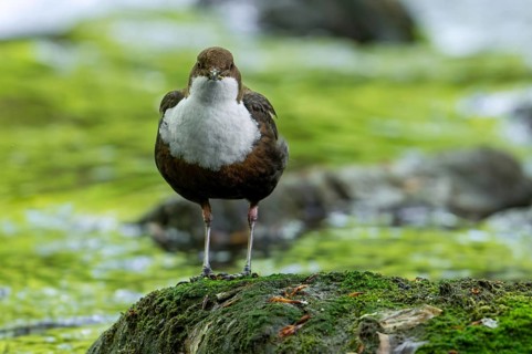 White-throated dipper, Central European dipper (Cinclus cinclus aquaticus) on rock in stream, river
