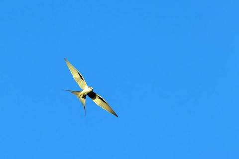 Swallow-tailed Kite, (Chelictinia riocourii), also Scissor-tailed Kite, African Swallow-tailed