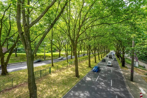 The B1, Rheinlanddamm Straße in Dortmund, an avenue of plane trees, two-way traffic in both