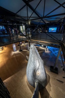 Plante Ozean exhibition in the Gasometer in Oberhausen, the world's oceans in their fragile beauty