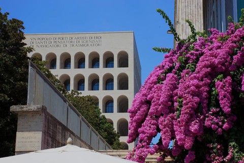 Butterfly bush, Buddleja davidii, butterfly bush, at the Palazzo della Civilta Italiana, Palace of