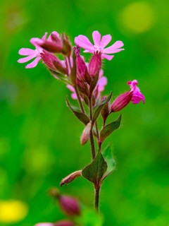 Red campion (Silene dioica), Berchtesgaden National Park, Ramsau, Berchtesgadener Land, Bavaria,