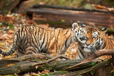 Close-up of Siberian tiger or Amur tiger (Panthera tigris altaica) mother with her youngster in