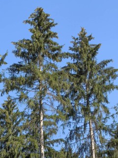 Two trees European spruce (Picea abies) carry on branches of crown small cones spruce cones pine