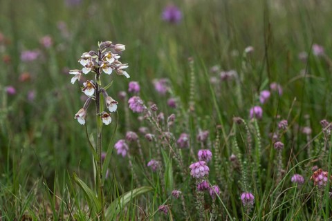 Marsh helleborine (Epipactis palustris), Emsland, Lower Saxony, Germany, Europe