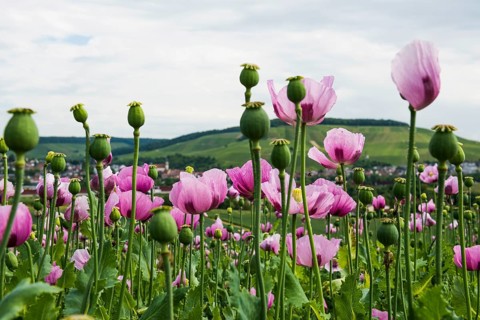 Opium poppy (Papaver somniferum), opium poppy field, Erlenbach, near Heilbronn, Baden-Württemberg,