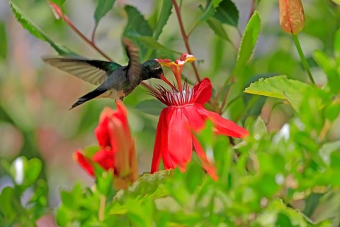 Broad-billed hummingbird (Cynanthus latirostris), adult, male, flying, on flower, foraging, Sonoran