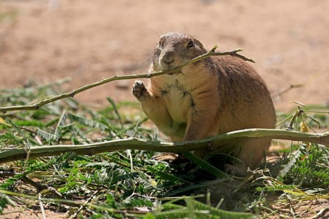 Black-tailed prairie dog (Cynomys ludovicianus), adult, feeding, foraging, Sonoran Desert, Arizona,