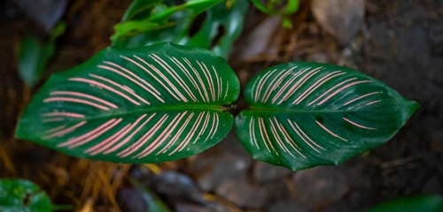 Colombian marante (Calathea ornata), leaf with pink stripes, Tortuguero National Park, Costa Rica,